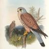 Tinnunculus alaudarius. Kestrel.