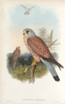 Tinnunculus alaudarius. Kestrel.
