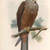 Milvus migrans. Black Kite.