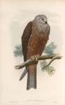 Milvus migrans. Black Kite.