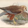 Circus æruginosus. Marsh-Harrier.