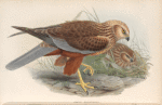 Circus æruginosus. Marsh-Harrier.
