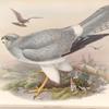 Circus cyaneus. Hen Harrier.