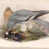 Circus cinerascens. Ash-colored Harrier.