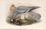 Circus cinerascens. Ash-colored Harrier.