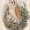 Strix flammea. Barn-Owl.