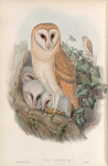 Strix flammea. Barn-Owl.