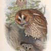 Syrnium aluco. Tawny or Brown Owl.