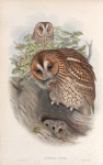 Syrnium aluco. Tawny or Brown Owl.