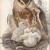 Bubo maximus. Eagle Owl.