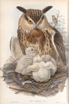 Bubo maximus. Eagle Owl.