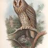 Otus vulgris. Long-eared Owl.