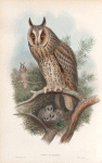 Otus vulgris. Long-eared Owl.