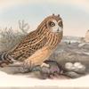 Brachyotus palustris Short-eared Owl.