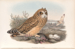 Brachyotus palustris Short-eared Owl.