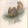 Scops zorca. Scops Eared Owl.