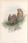 Scops zorca. Scops Eared Owl.