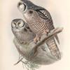 Surnia funerea. Hawk Owl.