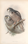 Surnia funerea. Hawk Owl.