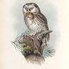 Nyctale tengmalmi. Tengmalm's Owl.