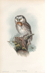 Nyctale tengmalmi. Tengmalm's Owl.