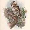 Athene noctua. Little Owl.