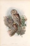 Athene noctua. Little Owl.