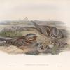 Caprimulgus europæus. Nightjar, or Goatsucker.