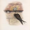 Cypselus apus. Swift.