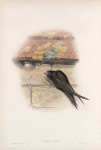 Cypselus apus. Swift.