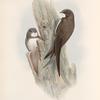 Cypselus melba. Alpine Swift.