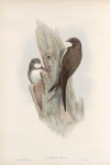 Cypselus melba. Alpine Swift.