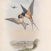 Hirundo rustica.  Swallow.