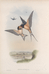 Hirundo rustica.  Swallow.