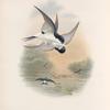 Chelidon urbica. House-Martin.