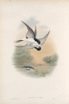 Chelidon urbica. House-Martin.