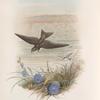 Cotyle riparia. Sand-Martin.