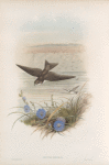 Cotyle riparia. Sand-Martin.