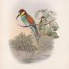 Merops apiaster. Bee-eater.