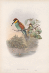 Merops apiaster. Bee-eater.