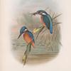 Alcedo ispida. Kingfisher.