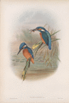 Alcedo ispida. Kingfisher.