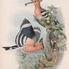 Upupa epops. Hoopoe.