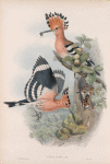 Upupa epops. Hoopoe.
