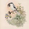 Lanius excubitor. Great Grey Shrike.