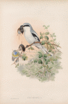 Lanius excubitor. Great Grey Shrike.