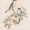 Lanius minor. Rose-Breasted Shrike.