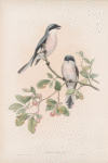 Lanius minor. Rose-Breasted Shrike.