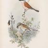 Enneoctonus collurio.Butcher Bird.