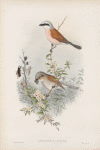 Enneoctonus collurio.Butcher Bird.